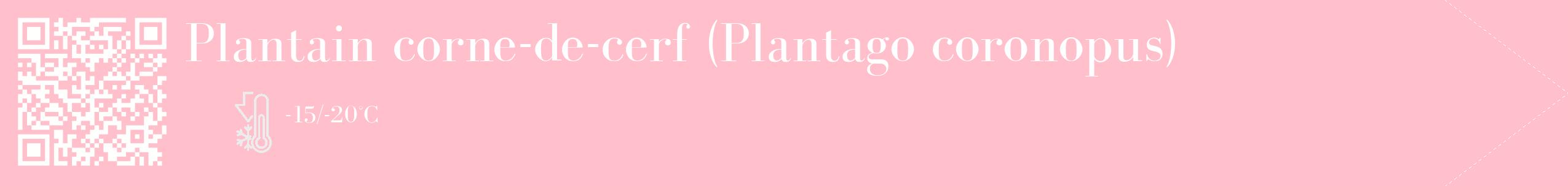 Étiquette de : Plantago coronopus - format c - style blanche40_simple_simplebod avec qrcode et comestibilité