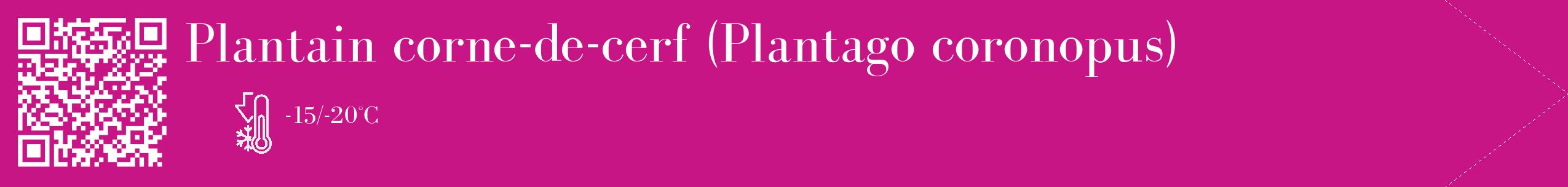 Étiquette de : Plantago coronopus - format c - style blanche45_simple_simplebod avec qrcode et comestibilité