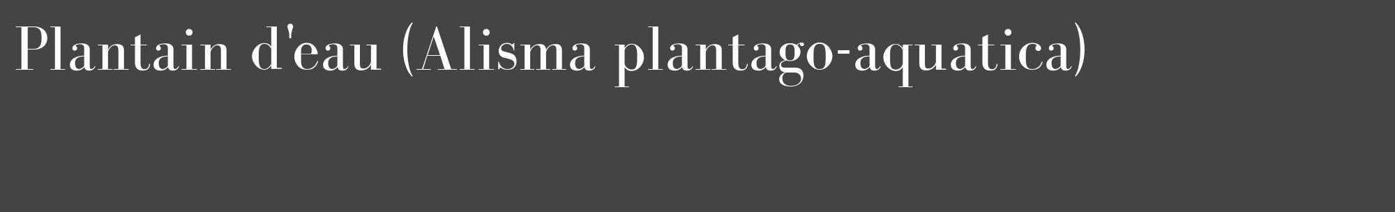 Étiquette de : Alisma plantago-aquatica - format c - style blanche48_basique_basiquebod avec comestibilité