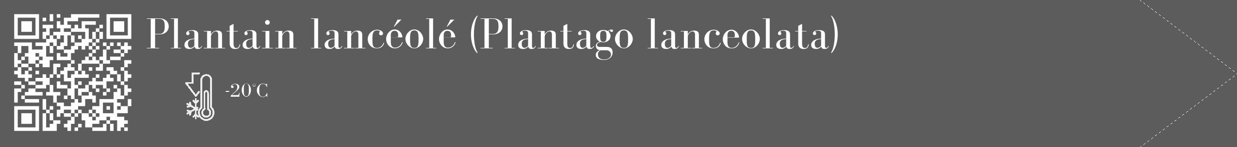 Étiquette de : Plantago lanceolata - format c - style blanche49_simple_simplebod avec qrcode et comestibilité