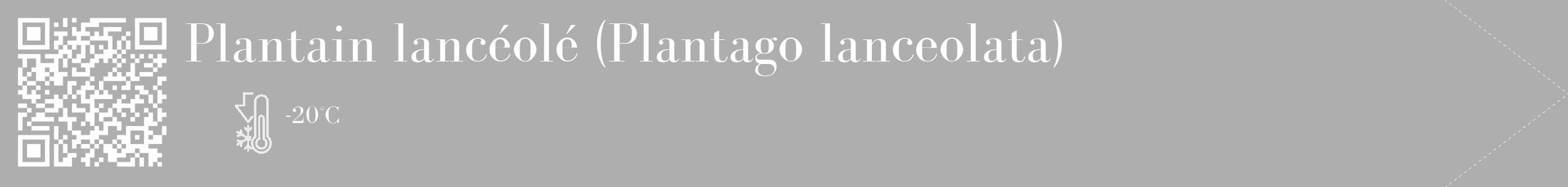 Étiquette de : Plantago lanceolata - format c - style blanche53_simple_simplebod avec qrcode et comestibilité