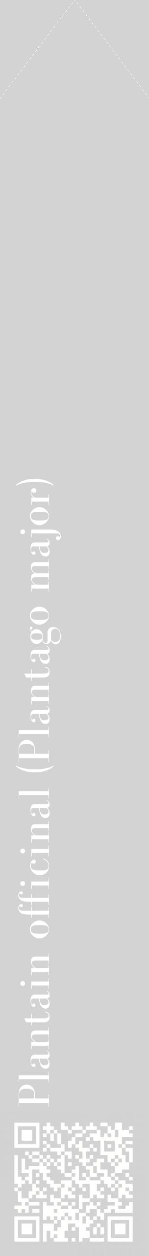 Étiquette de : Plantago major - format c - style blanche56_simplebod avec qrcode et comestibilité