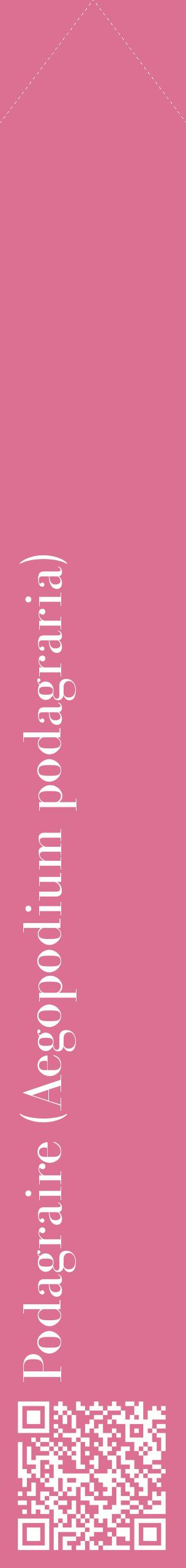 Étiquette de : Aegopodium podagraria - format c - style blanche44_simplebod avec qrcode et comestibilité