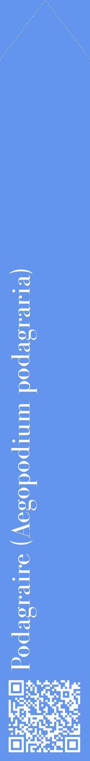 Étiquette de : Aegopodium podagraria - format c - style blanche4_simplebod avec qrcode et comestibilité
