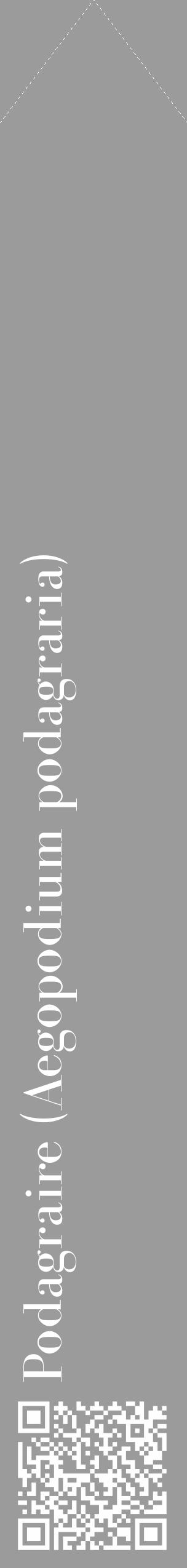 Étiquette de : Aegopodium podagraria - format c - style blanche52_simple_simplebod avec qrcode et comestibilité - position verticale