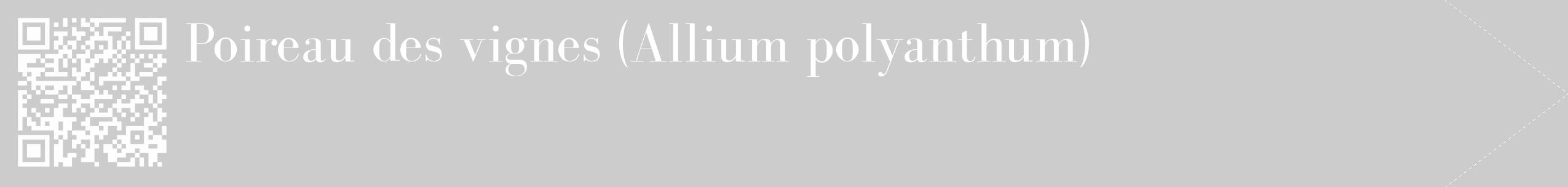 Étiquette de : Allium polyanthum - format c - style blanche0_simple_simplebod avec qrcode et comestibilité