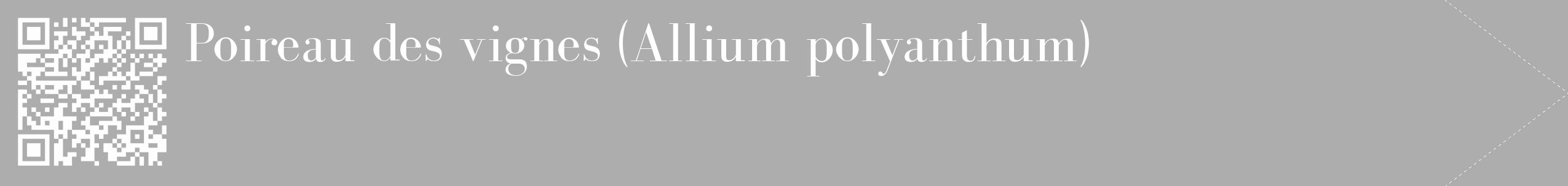 Étiquette de : Allium polyanthum - format c - style blanche22_simple_simplebod avec qrcode et comestibilité