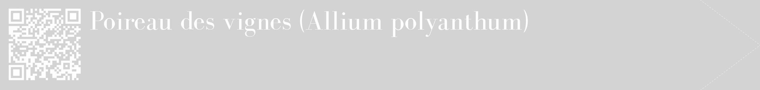 Étiquette de : Allium polyanthum - format c - style blanche56_simple_simplebod avec qrcode et comestibilité