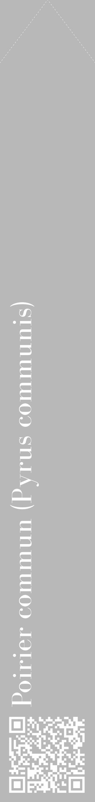 Étiquette de : Pyrus communis - format c - style blanche39_simple_simplebod avec qrcode et comestibilité - position verticale