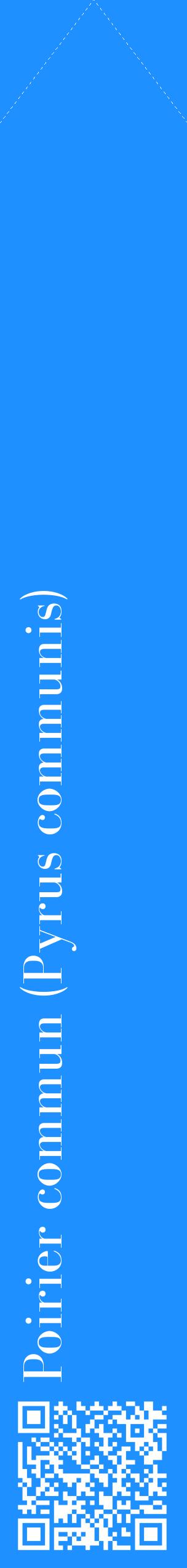 Étiquette de : Pyrus communis - format c - style blanche3_simplebod avec qrcode et comestibilité