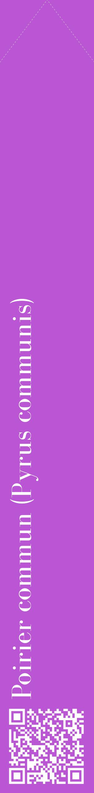 Étiquette de : Pyrus communis - format c - style blanche50_simplebod avec qrcode et comestibilité