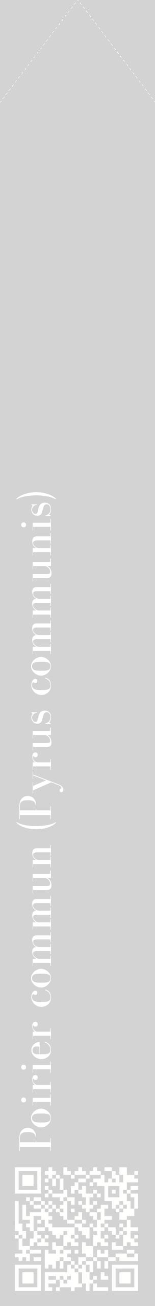 Étiquette de : Pyrus communis - format c - style blanche56_simplebod avec qrcode et comestibilité