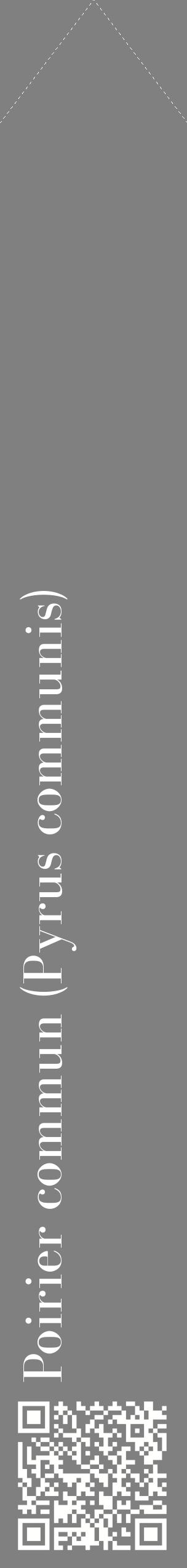 Étiquette de : Pyrus communis - format c - style blanche57_simplebod avec qrcode et comestibilité