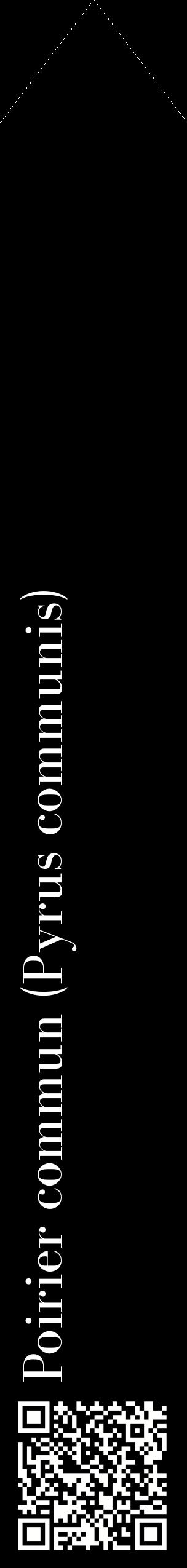 Étiquette de : Pyrus communis - format c - style blanche59_simplebod avec qrcode et comestibilité