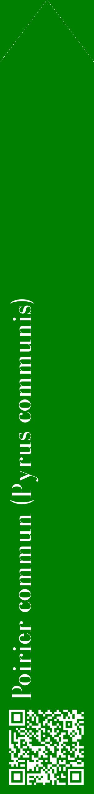 Étiquette de : Pyrus communis - format c - style blanche9_simplebod avec qrcode et comestibilité