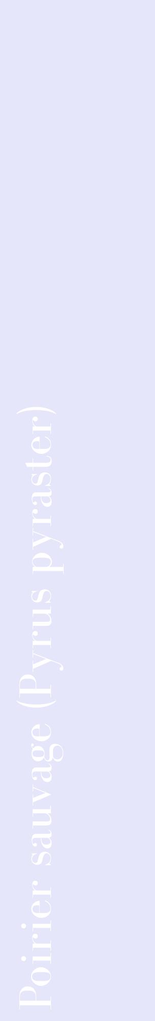 Étiquette de : Pyrus pyraster - format c - style blanche55_basiquebod avec comestibilité