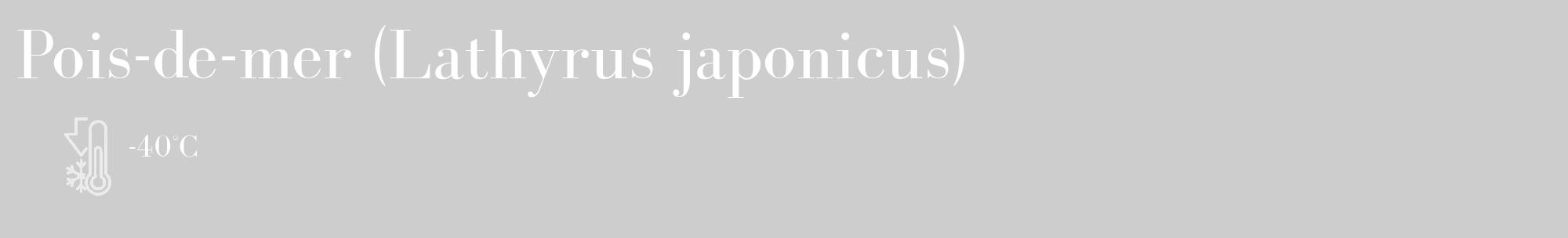 Étiquette de : Lathyrus japonicus - format c - style blanche41_basique_basiquebod avec comestibilité