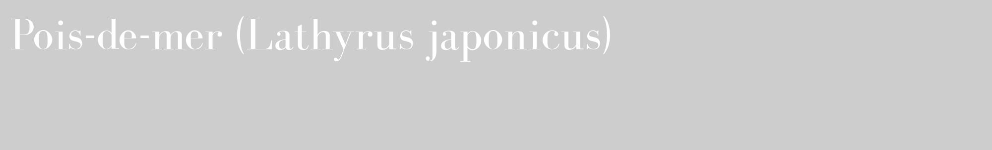 Étiquette de : Lathyrus japonicus - format c - style blanche41_basique_basiquebod avec comestibilité