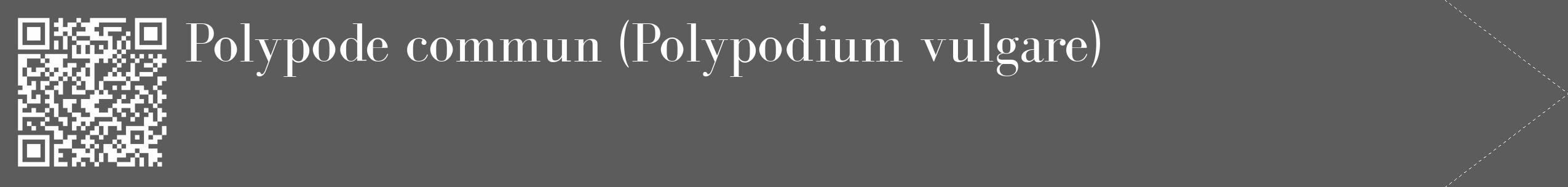 Étiquette de : Polypodium vulgare - format c - style blanche49_simple_simplebod avec qrcode et comestibilité