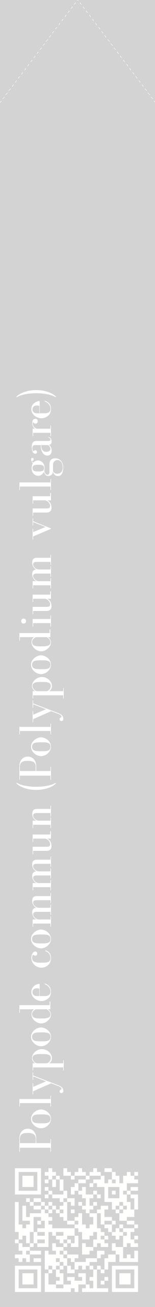 Étiquette de : Polypodium vulgare - format c - style blanche56_simplebod avec qrcode et comestibilité