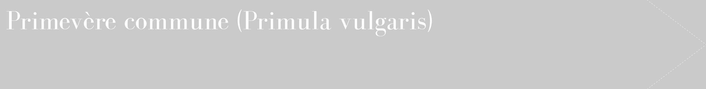 Étiquette de : Primula vulgaris - format c - style blanche21_simple_simplebod avec comestibilité