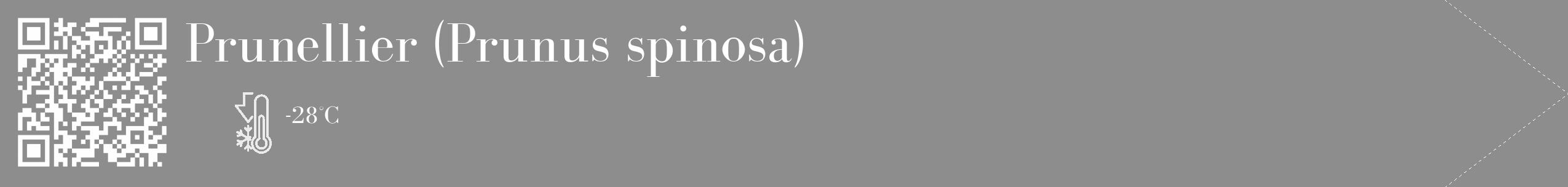 Étiquette de : Prunus spinosa - format c - style blanche2_simple_simplebod avec qrcode et comestibilité