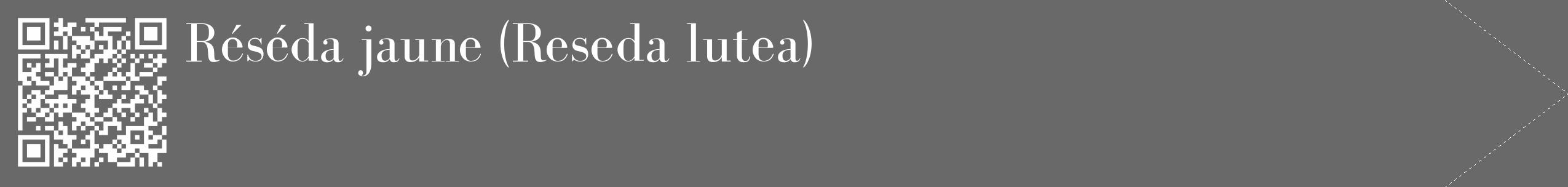 Étiquette de : Reseda lutea - format c - style blanche51_simple_simplebod avec qrcode et comestibilité