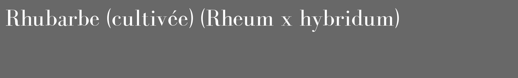 Étiquette de : Rheum x hybridum - format c - style blanche6_basique_basiquebod avec comestibilité