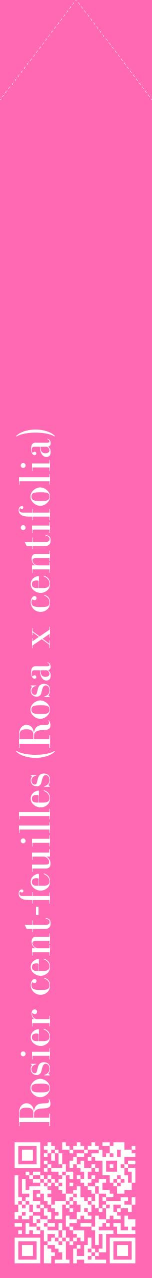 Étiquette de : Rosa x centifolia - format c - style blanche42_simplebod avec qrcode et comestibilité