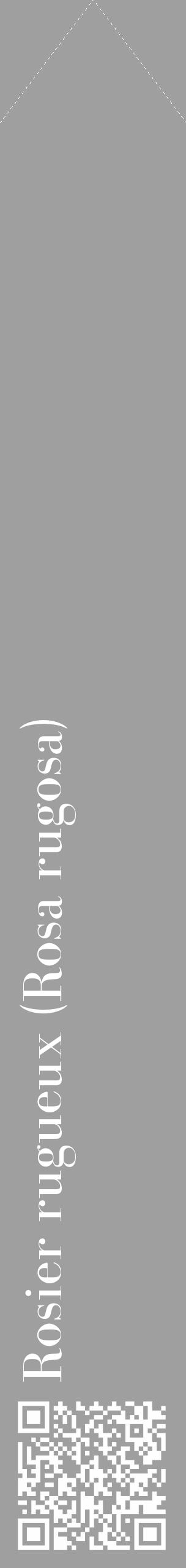 Étiquette de : Rosa rugosa - format c - style blanche24_simple_simplebod avec qrcode et comestibilité - position verticale