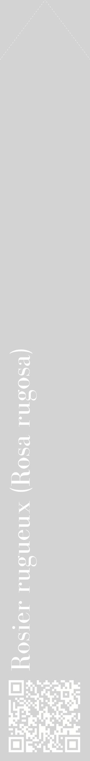 Étiquette de : Rosa rugosa - format c - style blanche56_simplebod avec qrcode et comestibilité