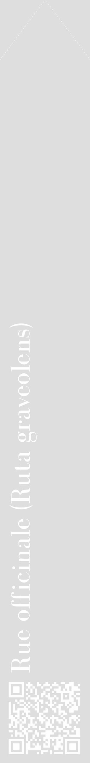 Étiquette de : Ruta graveolens - format c - style blanche20_simple_simplebod avec qrcode et comestibilité - position verticale