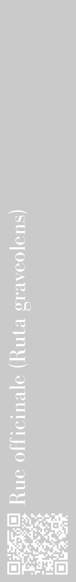 Étiquette de : Ruta graveolens - format c - style blanche21_basique_basiquebod avec qrcode et comestibilité - position verticale