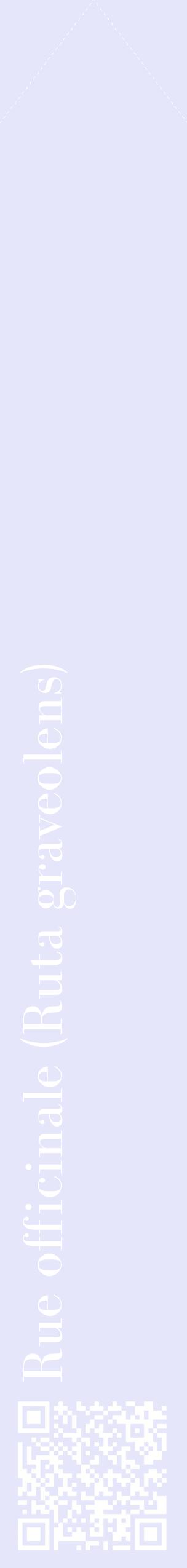 Étiquette de : Ruta graveolens - format c - style blanche55_simplebod avec qrcode et comestibilité