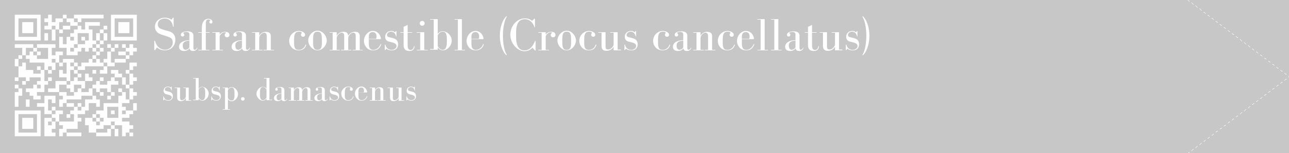 Étiquette de : Crocus cancellatus subsp. damascenus - format c - style blanche15_simple_simplebod avec qrcode et comestibilité