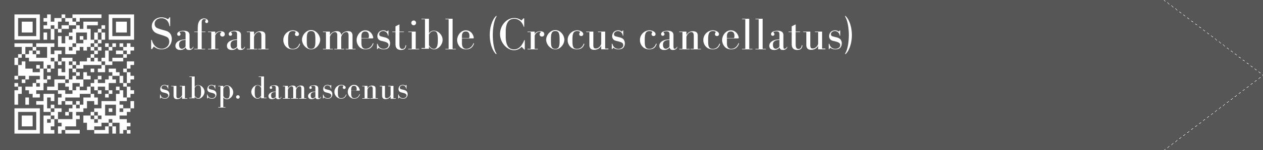 Étiquette de : Crocus cancellatus subsp. damascenus - format c - style blanche45_simple_simplebod avec qrcode et comestibilité