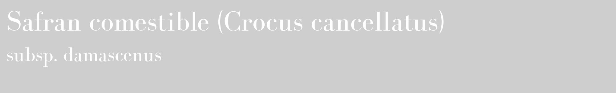 Étiquette de : Crocus cancellatus subsp. damascenus - format c - style blanche17_basique_basiquebod avec comestibilité