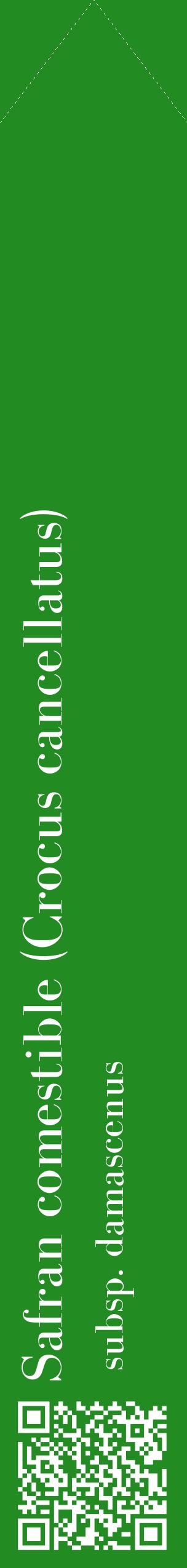 Étiquette de : Crocus cancellatus subsp. damascenus - format c - style blanche10_simplebod avec qrcode et comestibilité