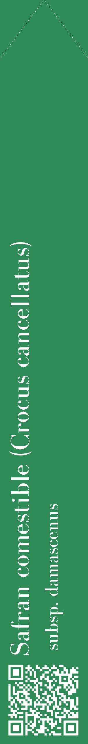 Étiquette de : Crocus cancellatus subsp. damascenus - format c - style blanche11_simplebod avec qrcode et comestibilité