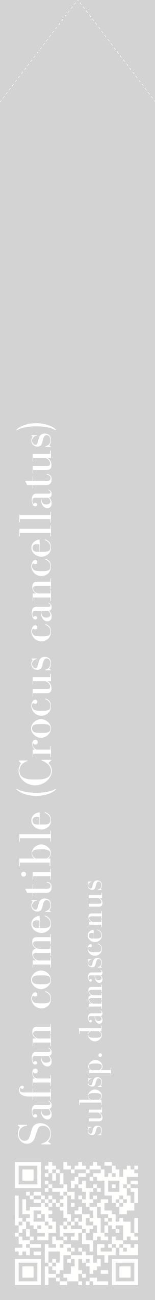 Étiquette de : Crocus cancellatus subsp. damascenus - format c - style blanche56_simplebod avec qrcode et comestibilité