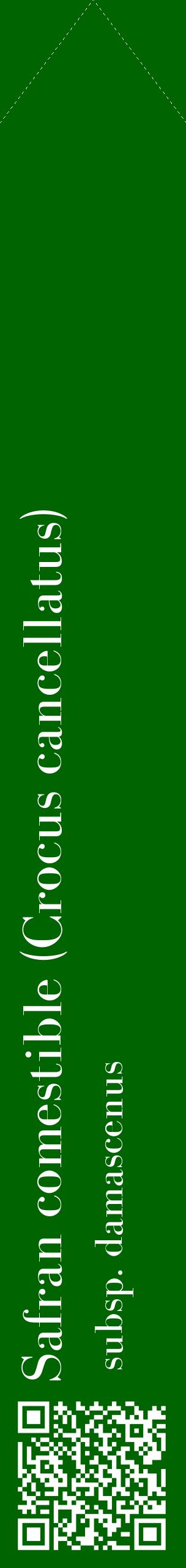 Étiquette de : Crocus cancellatus subsp. damascenus - format c - style blanche8_simplebod avec qrcode et comestibilité