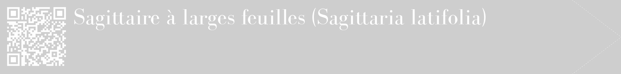 Étiquette de : Sagittaria latifolia - format c - style blanche17_simple_simplebod avec qrcode et comestibilité