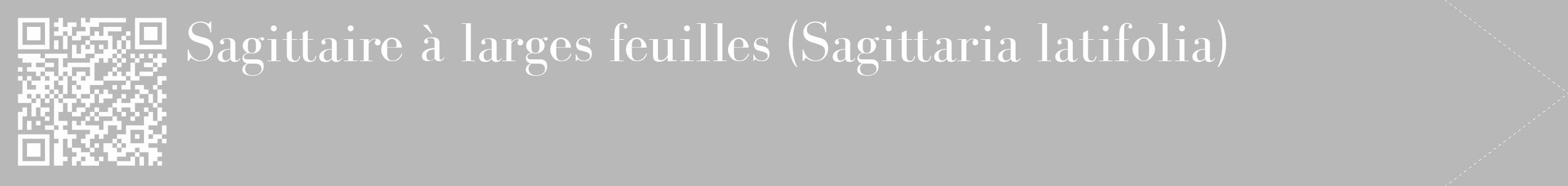 Étiquette de : Sagittaria latifolia - format c - style blanche39_simple_simplebod avec qrcode et comestibilité
