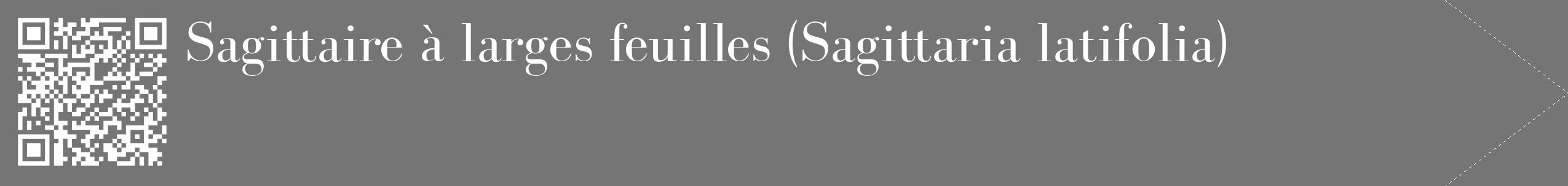 Étiquette de : Sagittaria latifolia - format c - style blanche5_simple_simplebod avec qrcode et comestibilité