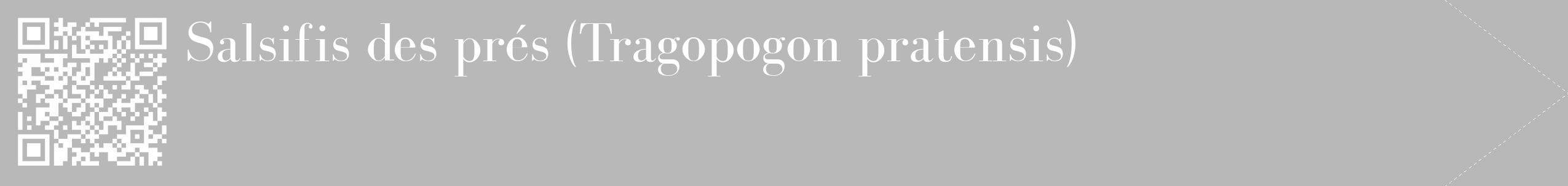 Étiquette de : Tragopogon pratensis - format c - style blanche39_simple_simplebod avec qrcode et comestibilité