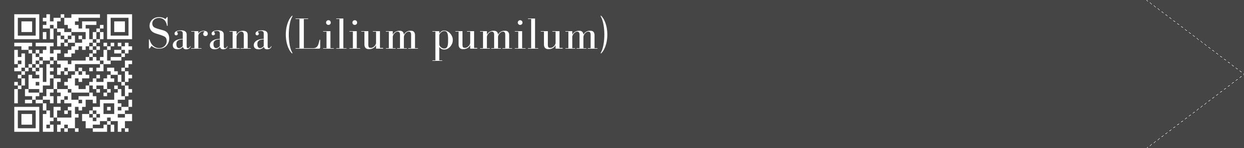 Étiquette de : Lilium pumilum - format c - style blanche58_simple_simplebod avec qrcode et comestibilité