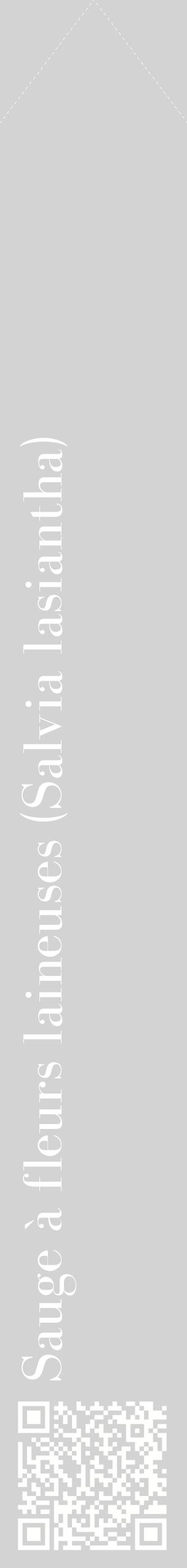 Étiquette de : Salvia lasiantha - format c - style blanche56_simplebod avec qrcode et comestibilité