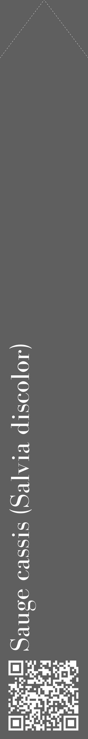 Étiquette de : Salvia discolor - format c - style blanche10_simple_simplebod avec qrcode et comestibilité - position verticale