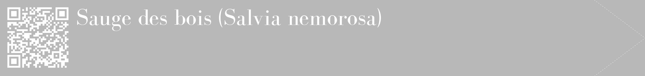 Étiquette de : Salvia nemorosa - format c - style blanche39_simple_simplebod avec qrcode et comestibilité