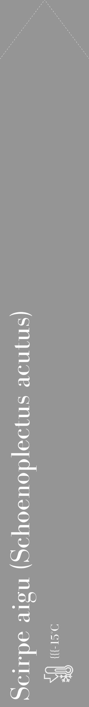 Étiquette de : Schoenoplectus acutus - format c - style blanche16_simple_simplebod avec comestibilité - position verticale